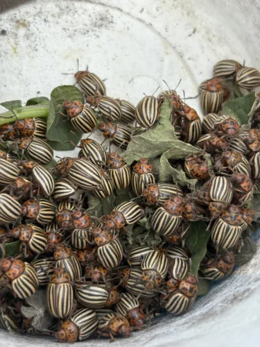 Dakota Gardener: Unwelcome garden visitors
